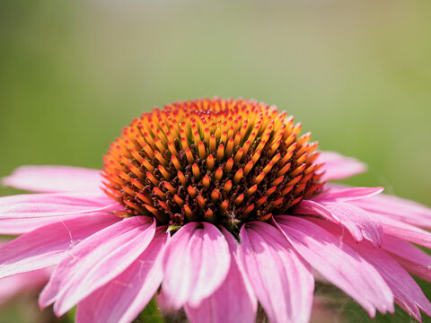 Close-up of the central part of an echinacea flower with pink petals.