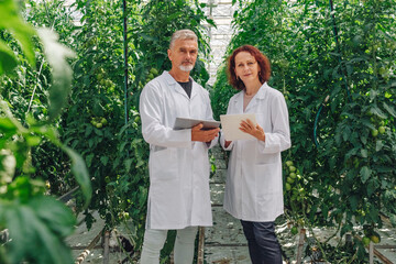 Two agricultural scientists in white lab coats are analyzing data on tablets while standing among lush green tomato plants in a greenhouse, showcasing modern agricultural practices and research