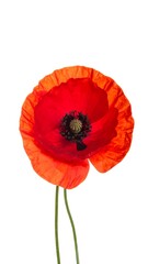 Single vibrant red poppy against a plain white background.  Close-up, studio shot
