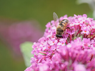 Hoverfly (Syrphidae) on a pink flower of butterfly bush (Buddleja davidii).
