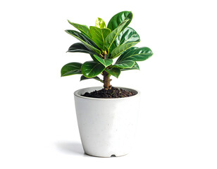 Obraz premium A lush green plant potted in a white ceramic pot, showcasing its vibrant foliage