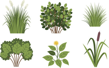 Botanical plant illustrations, diverse leaf shapes, green foliage, vector drawing, nature elements, garden flora, herbal design, isolated on white background