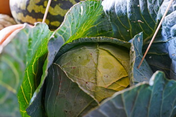 Ripe large cabbage. Harvesting.