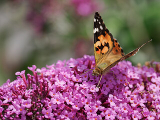 Peacock butterfly (Aglais io) on pink flowers of butterfly bush (Buddleja davidii).
