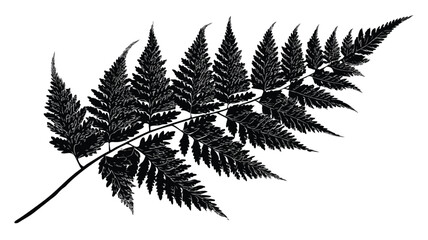 Naklejka premium Exquisite Fern Vector Illustration Featuring Wild Plant Leaves Held in Hand