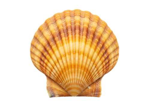 Close-up of a scallop shell, showcasing its intricate ribbed pattern and warm, earthy tones against a stark black backdrop.