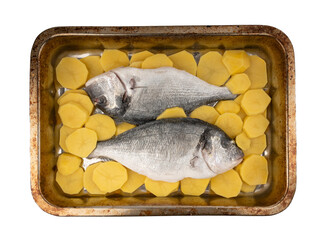 Dorado fish on a baking sheet with potatoes. Whole raw seabream, gilt-head bream, dorada