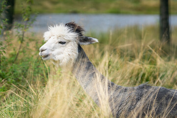 A closeup of a Huacaya alpaca in a urban park, Pori. A Portrait of Huacaya Alpaca  (Lama pacos) seen from close to the side. 