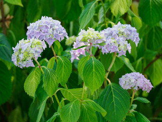 Bluish hydrangea (Hydrangea macrophylla) flower with green leaves.
