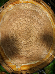 Detail of a chainsaw cut on a cherry tree branch.
