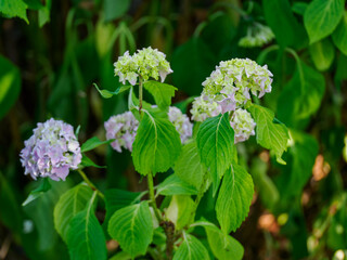 Bluish hydrangea (Hydrangea macrophylla) flower with green leaves.
