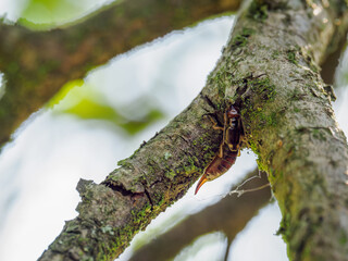 Earwig (Forficula auricularia) on a branch outdoors in nature.
