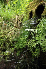 laminar water stream emerging from a moss covered pipe within a forested environment The water flows smoothly with visible surface tension and refractive clarity reflecting surrounding green vegetatio