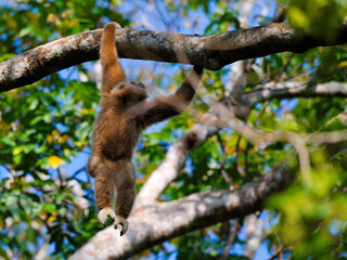 A white-handed gibbon is dangling, holding onto a tree branch at Kaeng Krachan national park Thailand