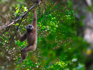 A white-handed gibbon is dangling, holding onto a tree branch at Kaeng Krachan national park Thailand