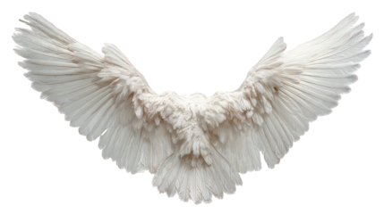 White Angel Wings on Black Background