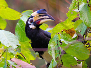 A female oriental pied horbill is busy foraging for breakfast, poking her head out from the leaves at kaeng krachan national park Thailand