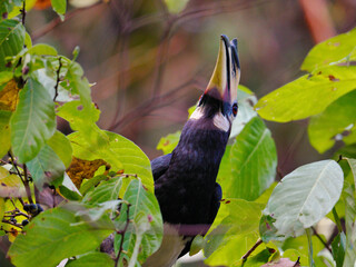 A female oriental pied hornbill is tilting her head back to swallow a fruit at kaeng krachan national park Thailand