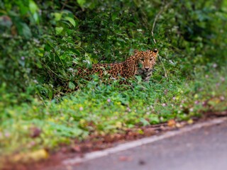 A leopard, Panthera pardus, is hiding by the roadside in Kaeng Krachan national park Thailand