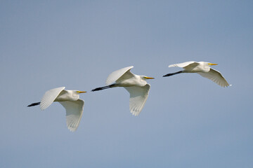 An overlay photos showing the flight of  Intermediate egret at Bueng Boraphet Nakhon sawan Thailand