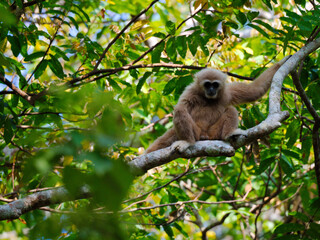 A  gibbon is resting on a branch, clearly visible as a male at Kaeng Krachan National Park Thailand