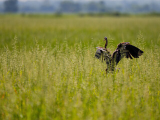A purple heron is standing with its wing spread, catching the strong wind in the yellow grasslands of Bueng Boraphet Thailand
