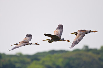 An overlay photos of purple heron flying at Bueng Boraphet Thailand