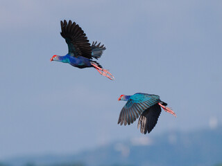 An overlay 2-photos showing the flight of a Purple Swamphen at Bueng Boraphet Nakhon sawan Thailand © KC-Bird&Nature