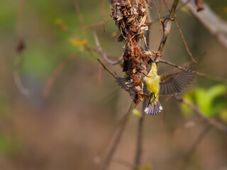 An Olive-backed Sunbird is carrying material to build a nest during the breeding season at Kaeng Krachan National Park Thailand