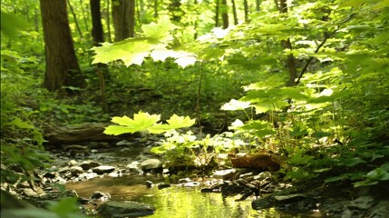 Obraz premium stream. Sunlit forest stream with dappled light reflecting off crystal clear water over rocks. travel magazines, destination branding, designed for travel destination branding, used by researchers.