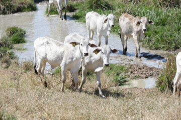 Obraz premium Bezerros pastando em liberdade, símbolos da vida rural e da conexão com a natureza. A tranquilidade do campo e a pureza dos animais revelam a essência da pecuária sustentável e a harmonia.