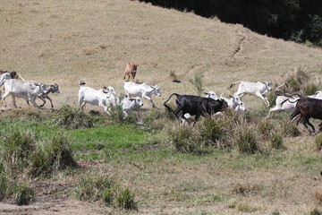 Bezerros pastando em liberdade, símbolos da vida rural e da conexão com a natureza. A tranquilidade do campo e a pureza dos animais revelam a essência da pecuária sustentável e a harmonia.