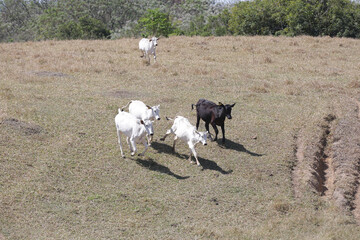 Bezerros pastando em liberdade, símbolos da vida rural e da conexão com a natureza. A tranquilidade do campo e a pureza dos animais revelam a essência da pecuária sustentável e a harmonia.