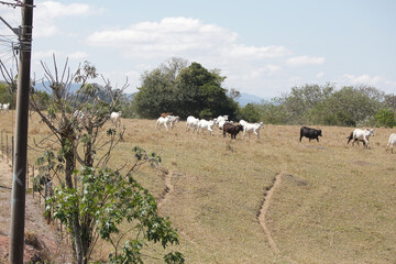 Bezerros pastando em liberdade, símbolos da vida rural e da conexão com a natureza. A tranquilidade do campo e a pureza dos animais revelam a essência da pecuária sustentável e a harmonia.