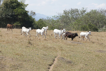 Bezerros pastando em liberdade, símbolos da vida rural e da conexão com a natureza. A tranquilidade do campo e a pureza dos animais revelam a essência da pecuária sustentável e a harmonia.