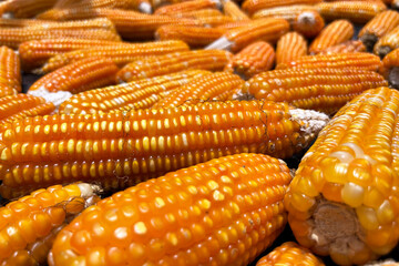 feed corn close up, forage corn