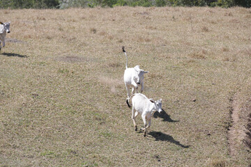 Bezerros pastando em liberdade, símbolos da vida rural e da conexão com a natureza. A tranquilidade do campo e a pureza dos animais revelam a essência da pecuária sustentável e a harmonia.