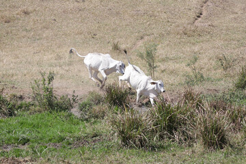Bezerros pastando em liberdade, símbolos da vida rural e da conexão com a natureza. A tranquilidade do campo e a pureza dos animais revelam a essência da pecuária sustentável e a harmonia.