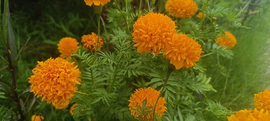 Vibrant marigold blossoms in a sunny field, their golden and orange petals radiating warmth and joy.