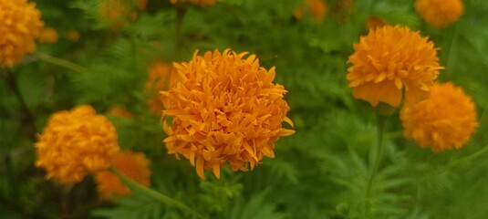 Vibrant marigold blossoms in a sunny field, their golden and orange petals radiating warmth and joy.