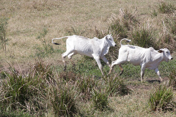 Bezerros pastando em liberdade, símbolos da vida rural e da conexão com a natureza. A tranquilidade do campo e a pureza dos animais revelam a essência da pecuária sustentável e a harmonia.