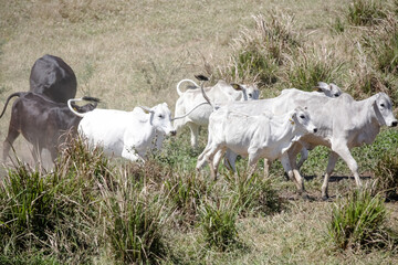 Bezerros pastando em liberdade, símbolos da vida rural e da conexão com a natureza. A tranquilidade do campo e a pureza dos animais revelam a essência da pecuária sustentável e a harmonia.