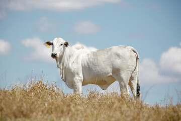 Bezerros pastando em liberdade, símbolos da vida rural e da conexão com a natureza. A tranquilidade do campo e a pureza dos animais revelam a essência da pecuária sustentável e a harmonia.