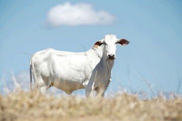 Bezerros pastando em liberdade, símbolos da vida rural e da conexão com a natureza. A tranquilidade do campo e a pureza dos animais revelam a essência da pecuária sustentável e a harmonia.