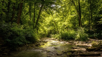 Fototapeta premium stream. Sunlit forest stream with dappled light reflecting off crystal clear water over rocks. travel magazines, destination branding, designed for travel destination branding, used by researchers.