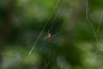  Giant golden orb weaver resting on its intricate web against a blurred green background. The spider long black legs with yellow marking and patterned body are clearly visible.