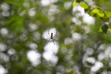 Close up of a Giant golden orb weaver resting on its intricate web against a blurred green background. The spider long black legs with yellow marking and patterned body are clearly visible.
