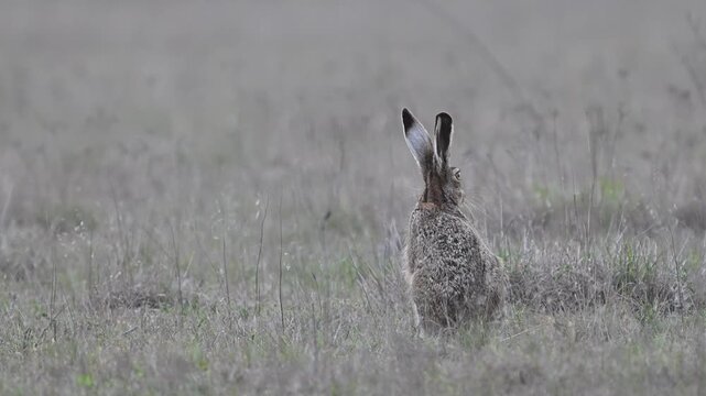 European hare Lepus europaeus, also known as the brown hare. Close up. Slow motion.