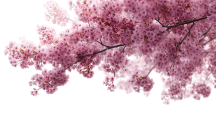 Pink Cherry Blossom Branch Against Black Background