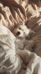 Peaceful West Highland White Terrier puppy sleeping soundly in soft beige bedding warm sunlight